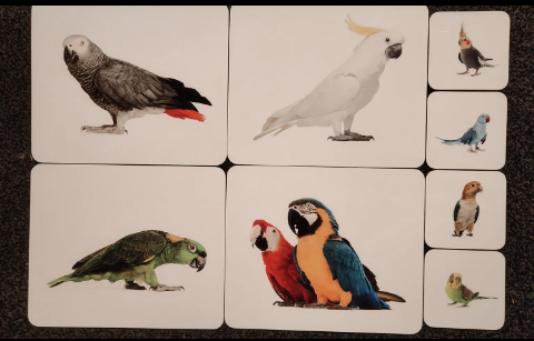Placemat and coaster set printed with parrot photographs