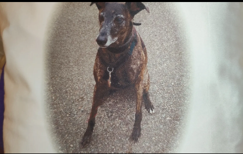 Cushion printed with a photograph of a brindle lurcher